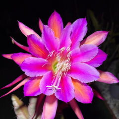 Collection image for: Email collection Jul 2026 non dragon fruit