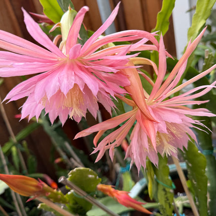 Pink Plumes Epiphyllum (rare) live cuttings