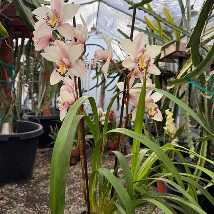 Cymbidium ‘Pink Ice’ (Pink boat orchid) live plant