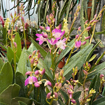 Purple Phalaenopsis Hybrid Live Plant