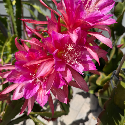 Circus Circus Epiphyllum live cuttings