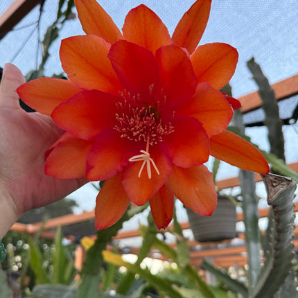 Super Duper Epiphyllum live cuttings