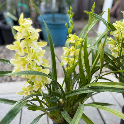 Cymbidium Orchid Sarah Jean "Jennifer" (Miniature Boat Orchid Lime Green) live plant