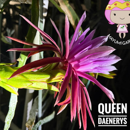 Queen Daenerys dragon fruit live cuttings and rooted plants