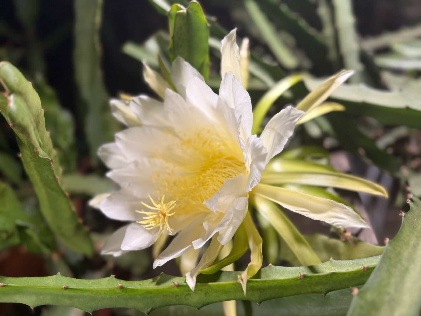 Maria Rosa dragon fruit cutting (12”)