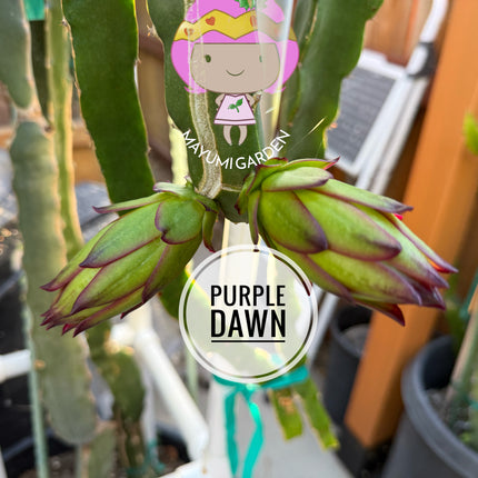 🌱 Purple Dawn
