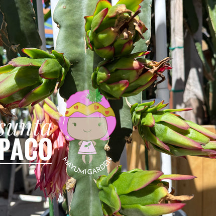 Asunta 5 Paco Dragon Fruit rooted plant (18-20” Tall)
