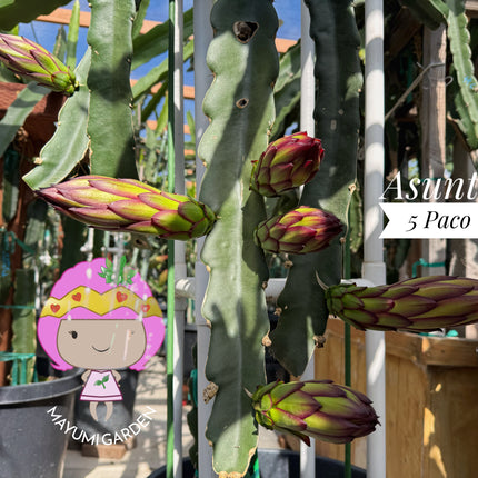 Asunta 5 Paco Dragon Fruit cutting- The best of the Asunta 5 line