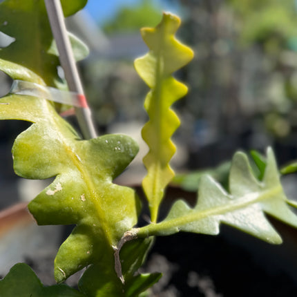 The Lost Dutchman Epiphyllum cutting