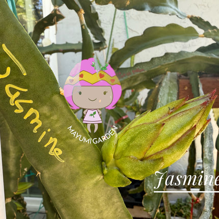 Jasmine 🌸
