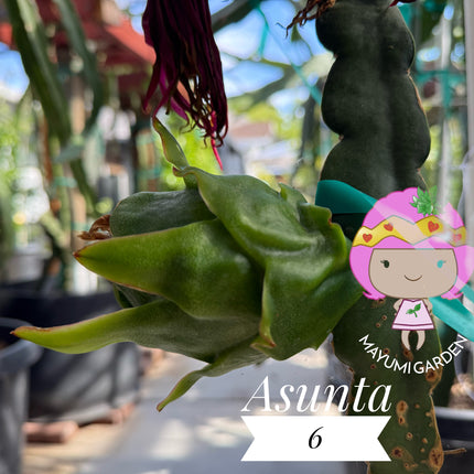 Asunta 6 Dragon Fruit (Official Asunta 6)