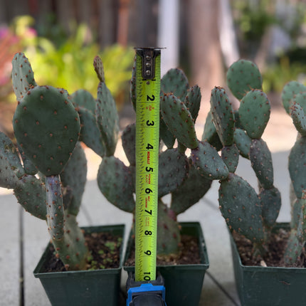 Opuntia x basilaris ‘Baby Rita prickly pear’, Cactus, Live plant Supersize