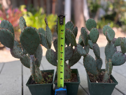 Opuntia x basilaris ‘Baby Rita prickly pear’, Cactus, Live plant Supersize