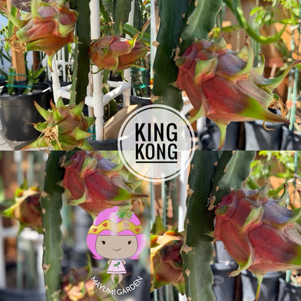 🦍 King Kong