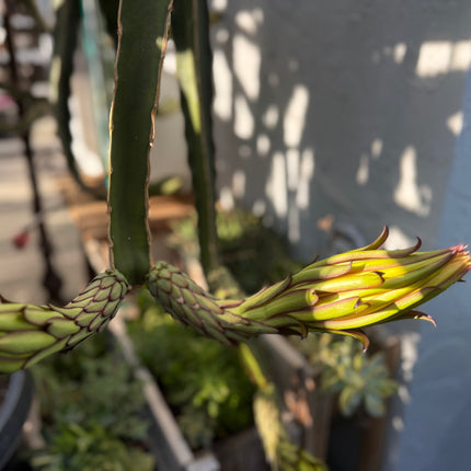 Albino Ocamponis Dragon Fruit Live cutting (12") and rooted plant