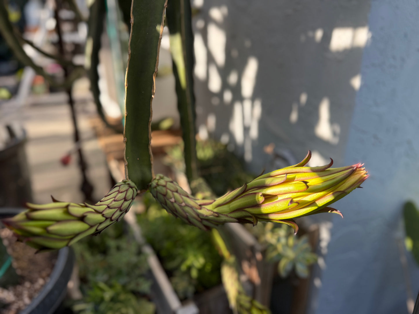 Albino Ocamponis Dragon Fruit Live cutting (12") and rooted plant