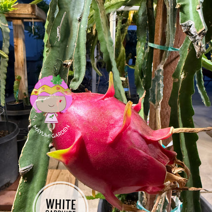 White Saphire