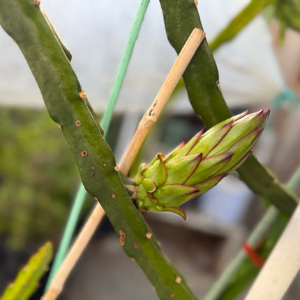 Asunta 6 Dragon Fruit Live Cuttings (12") (Official Asunta 6)