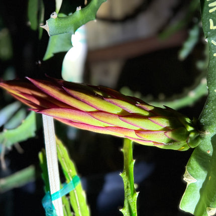 Asunta 5 White dragon fruit cuttings 12"