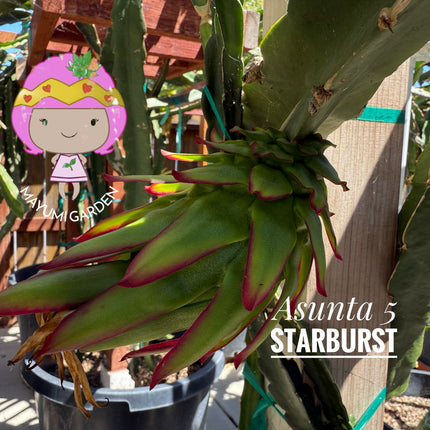 Asunta 5 Starburst Official dragon fruit live cutting (12”)