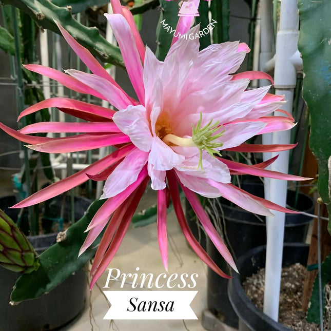 🌱 Princess Sansa