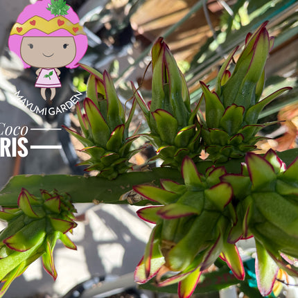🌱 Coco Iris