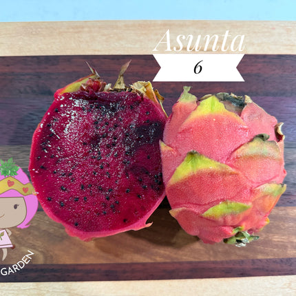 Asunta 6 Dragon Fruit Live Cuttings (12") (Official Asunta 6)