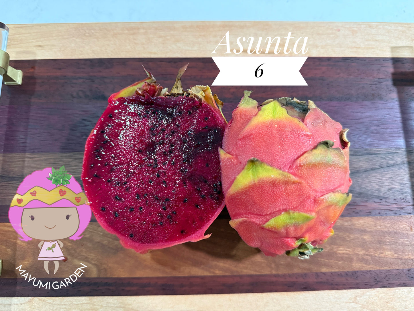 Asunta 6 Dragon Fruit Live Cuttings (12") (Official Asunta 6)