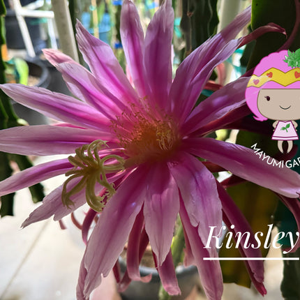 Kinsley Dragon Fruit Cutting