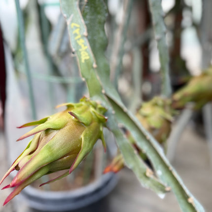 Ocamponis cristal dragon fruit live cutting (12")