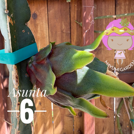 Asunta 6 Dragon Fruit (Official Asunta 6)