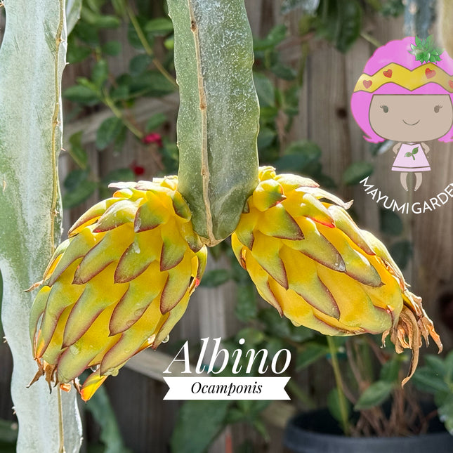 Albino Ocamponis Dragon Fruit Live cutting (12") and rooted plant