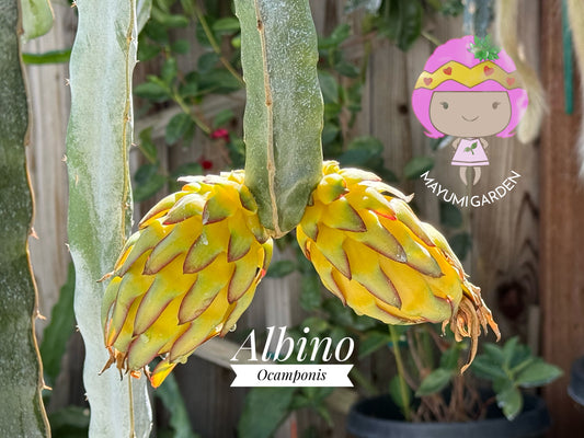 Albino Ocamponis Dragon Fruit Live cutting (12") and rooted plant