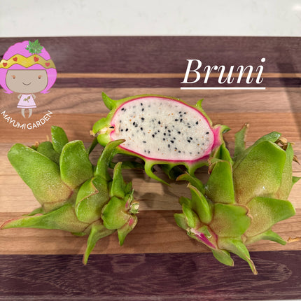 Bruni Dragon Fruit live cuttings 12"