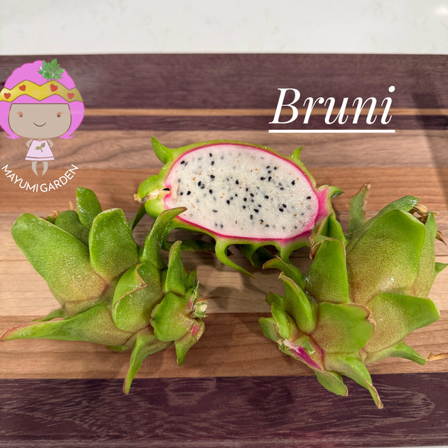 Bruni Dragon Fruit live cuttings 12"