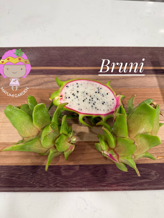 Bruni Dragon Fruit live cuttings 12"