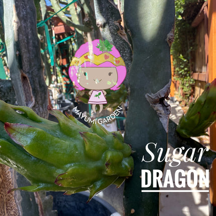 🌸 Sugar Dragon (Hylocereus guatemalensis)