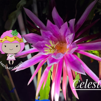Celeste (Don Burnett ‘s hybrid)  Dragon Fruit cuttings and rooted plant