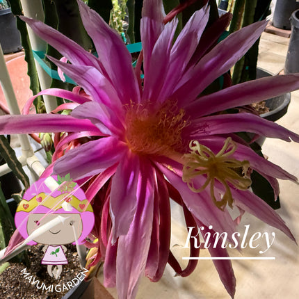 Kinsley Dragon Fruit Cutting