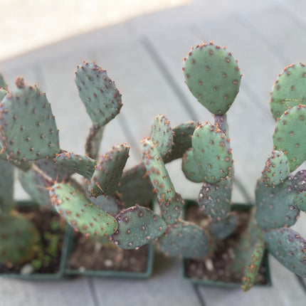 Opuntia x basilaris ‘Baby Rita prickly pear’, Cactus, Live plant Supersize