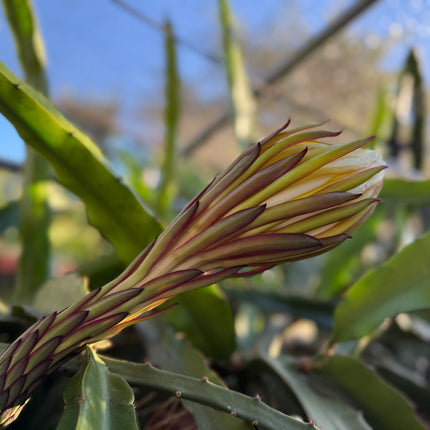 El Grullo Dragon Fruit cuttings 12"