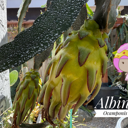 Albino Ocamponis Dragon Fruit Live cutting (12") and rooted plant