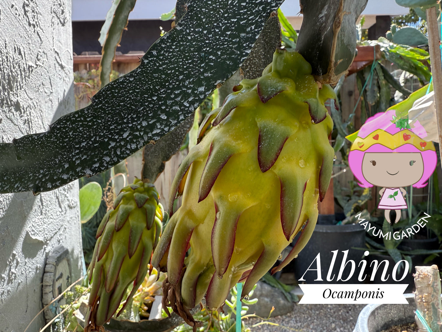 Albino Ocamponis Dragon Fruit Live cutting (12") and rooted plant
