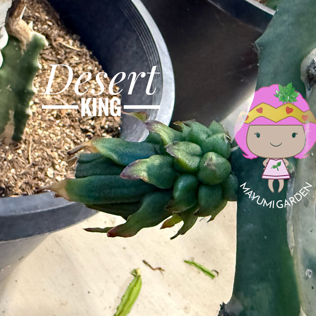 🌵 Desert King