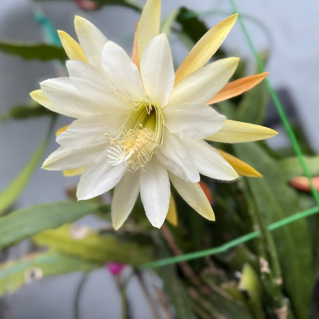 Eiphyllum Crenatum hybrid (Light Yellow Epiphyllum) live cutting