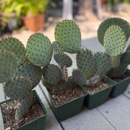 Opuntia Purple Santa Rita Prickly Pear, Cactus, Live plant