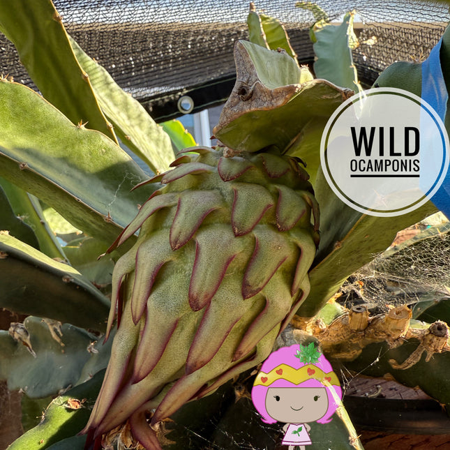 Wild Ocamponis