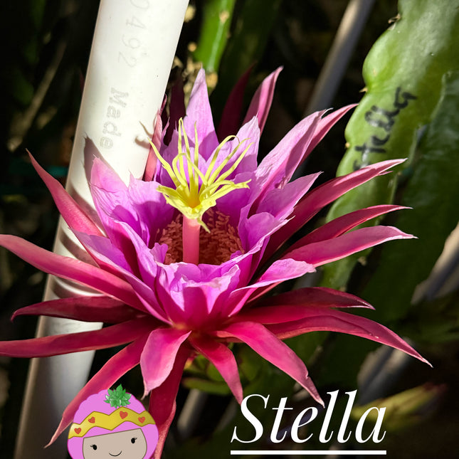 🌟 Stella Dragon Fruit Cutting (Don Burnett Hybrid)