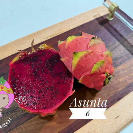 Asunta 6 Dragon Fruit Live Cuttings (12") (Official Asunta 6)