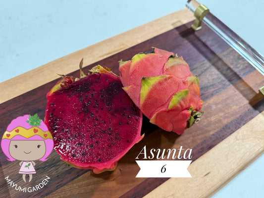 Asunta 6 Dragon Fruit Live Cuttings (12") (Official Asunta 6)